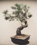 Pinus densiflora (Jap. Rotkiefer). Vor der Gestaltung 2002 