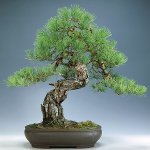 Pinus densiflora (Jap. Rotkiefer) 2005